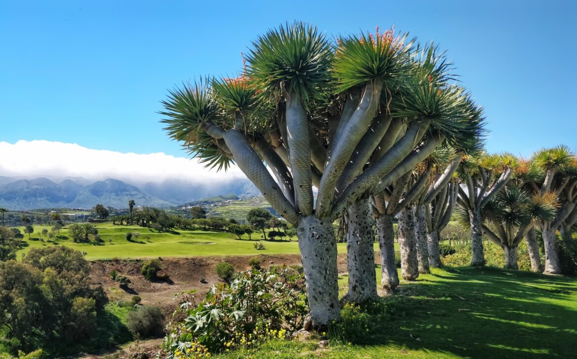 Canary Islands palm trees