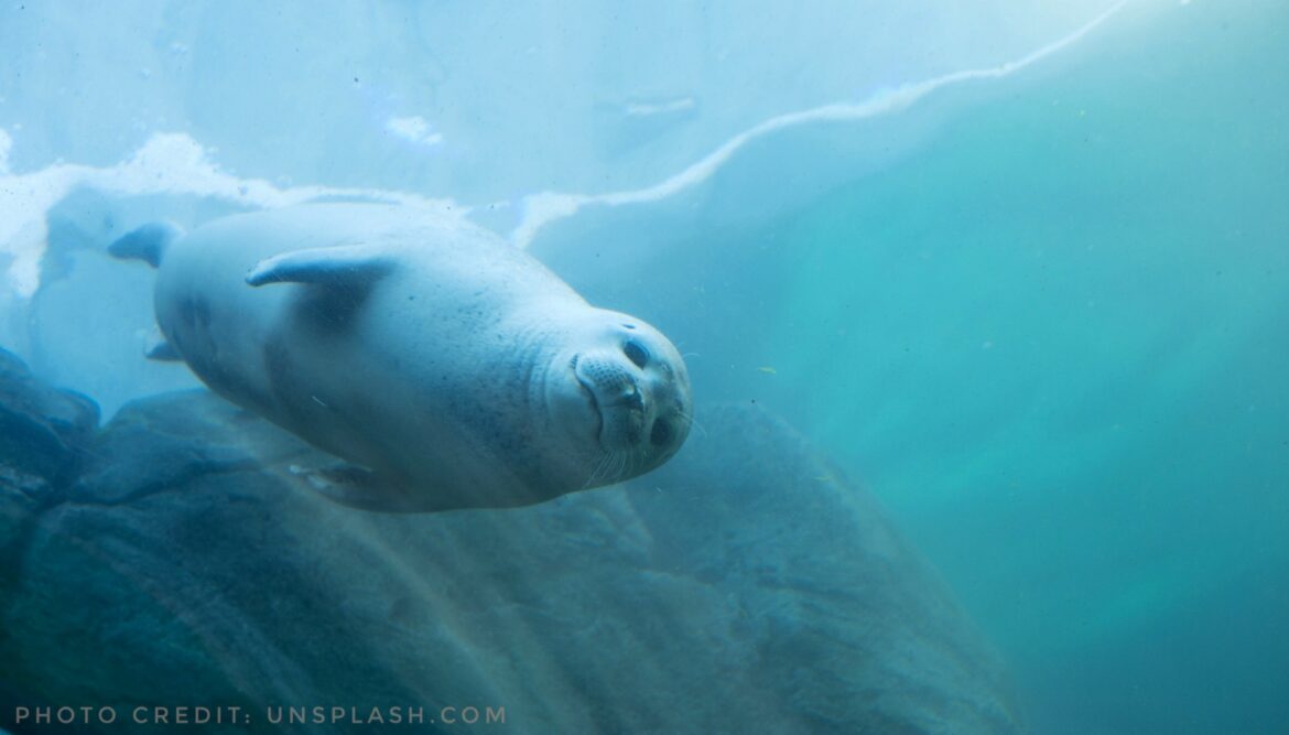 Seal photo by Jason Rojas
