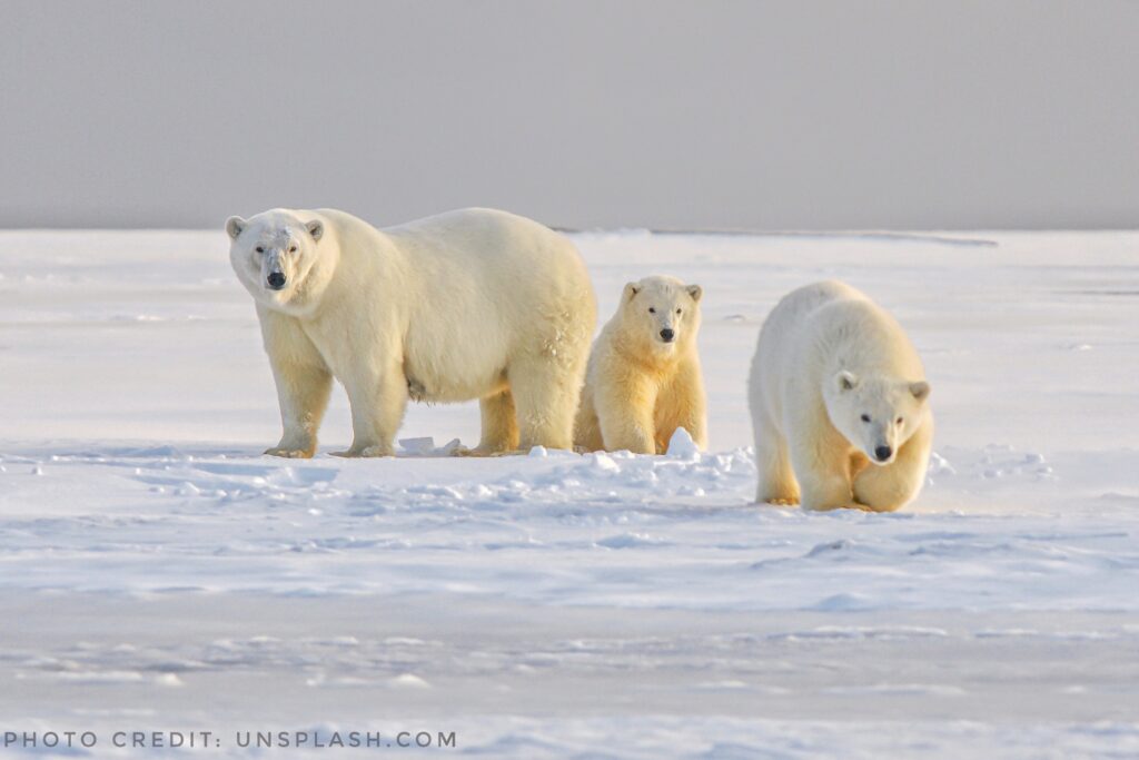 Polar Bears in Churchill, Manitoba, Canada