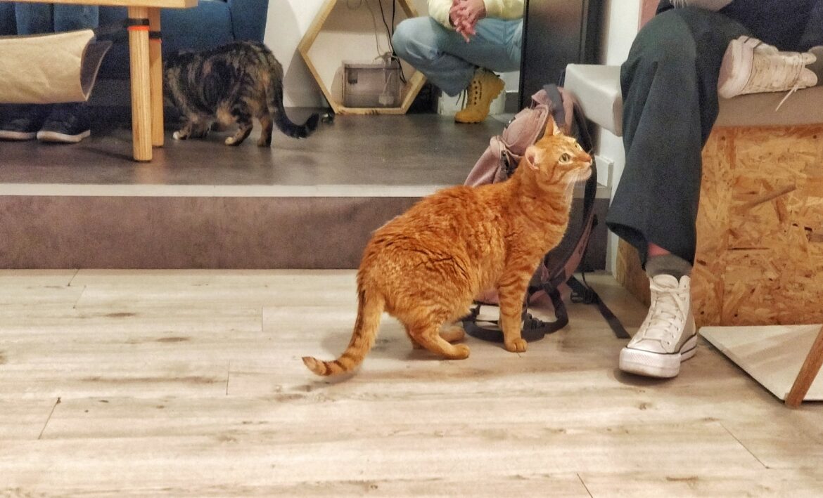 Meow Cats Cafe Aix-en-Provence Meow Cats Cafe in Aix-en-Provence